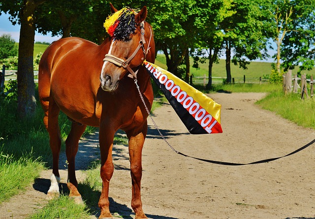 队的荣耀而 队的荣耀而