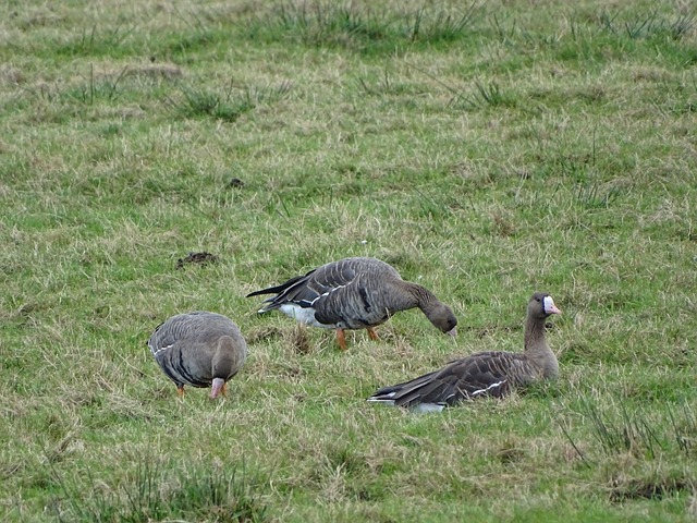 而勇士队的 而勇士队的